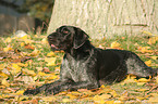 lying German Wirehaired Pointer