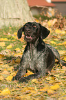 lying German Wirehaired Pointer