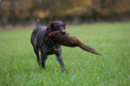 German wirehaired Pointer with pheasant