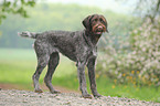 German wirehaired Pointer