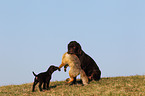 German wirehaired Pointer with fox