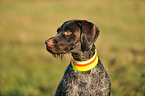 German wirehaired Pointer Portrait