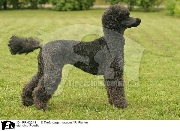 stehender Knigspudel / standing Poodle / RR-02218