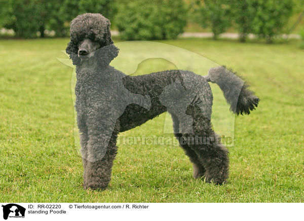 standing Poodle / RR-02220