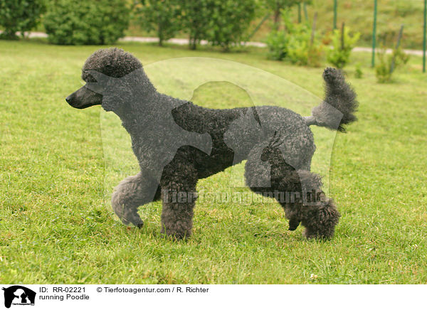 running Poodle / RR-02221