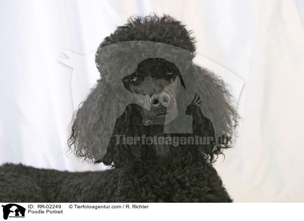 Pudel / Poodle Portrait / RR-02249