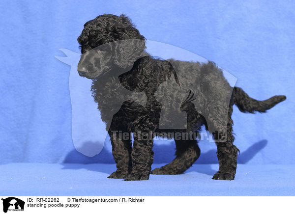 stehender Pudelwelpe / standing poodle puppy / RR-02262