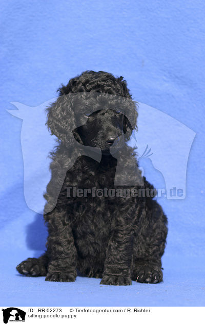 sitzender Pudelwelpe / sitting poodle puppy / RR-02273