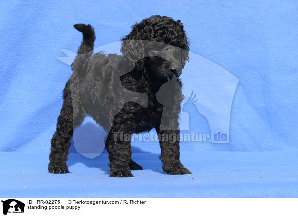 stehender Pudelwelpe / standing poodle puppy / RR-02275