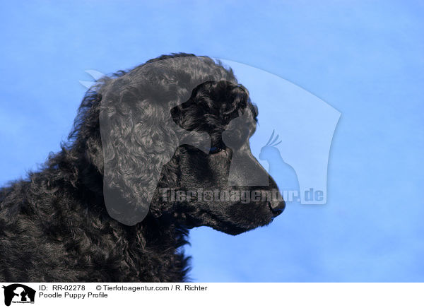 Pudelwelpe Profil / Poodle Puppy Profile / RR-02278