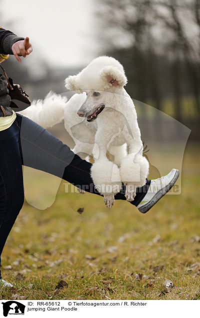 jumping Giant Poodle / RR-65612