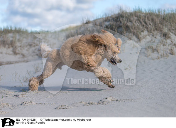 running Giant Poodle / AM-04628