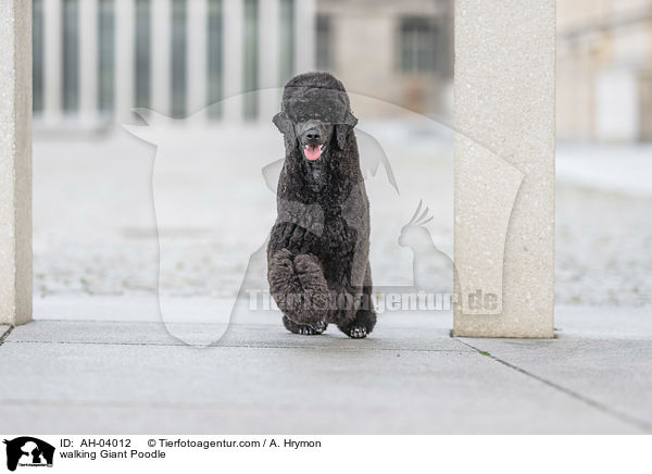 laufender Gropudel / walking Giant Poodle / AH-04012