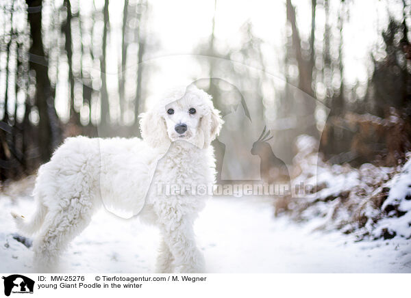 young Giant Poodle in the winter / MW-25276