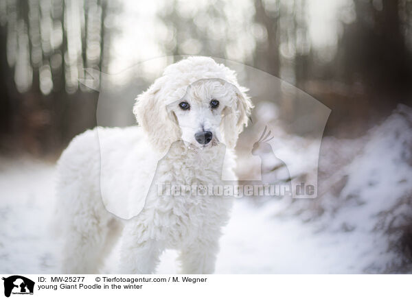 young Giant Poodle in the winter / MW-25277