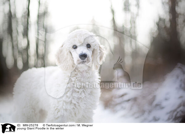 young Giant Poodle in the winter / MW-25278