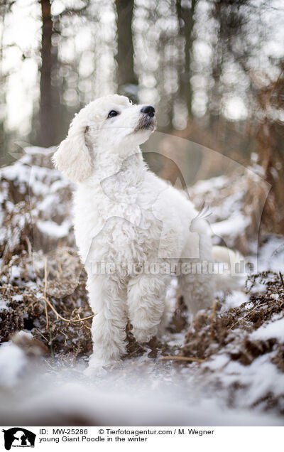 young Giant Poodle in the winter / MW-25286