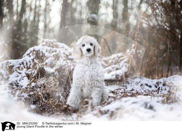 young Giant Poodle in the winter / MW-25290