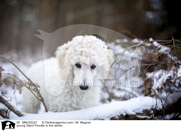 young Giant Poodle in the winter / MW-25321