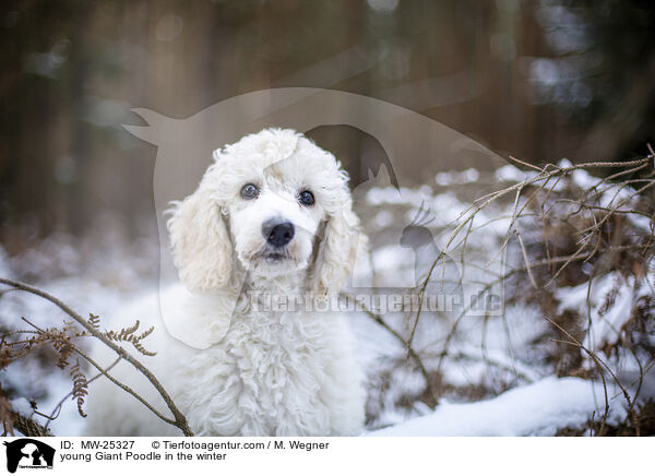 young Giant Poodle in the winter / MW-25327