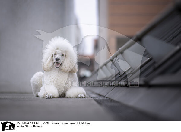white Giant Poodle / MAH-03234