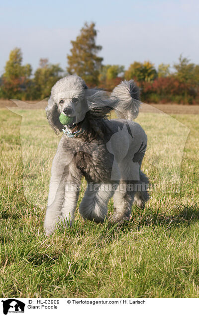 Gropudel / Giant Poodle / HL-03909