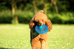 Giant Poodle with frisbee