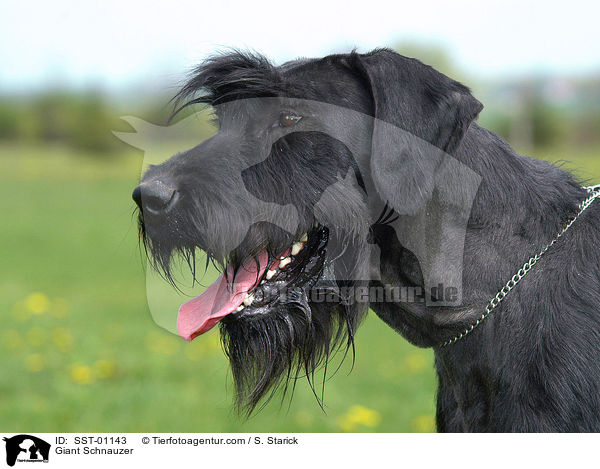 Giant Schnauzer / SST-01143