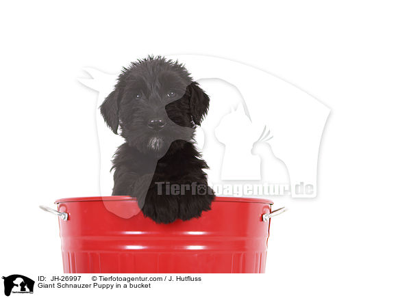 Giant Schnauzer Puppy in a bucket / JH-26997
