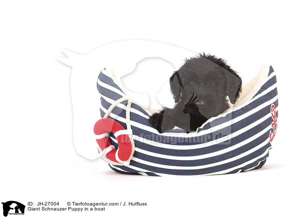 Giant Schnauzer Puppy in a boat / JH-27004