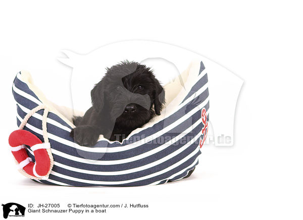 Giant Schnauzer Puppy in a boat / JH-27005