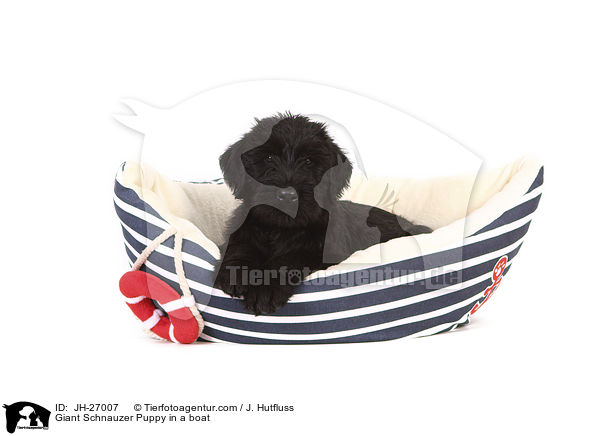 Giant Schnauzer Puppy in a boat / JH-27007