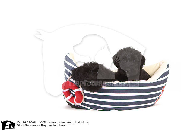Giant Schnauzer Puppies in a boat / JH-27008
