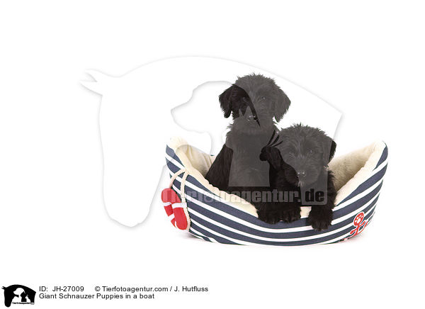 Giant Schnauzer Puppies in a boat / JH-27009