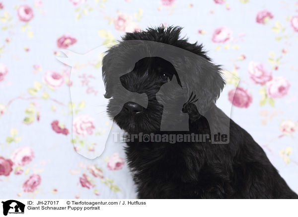 Giant Schnauzer Puppy portrait / JH-27017