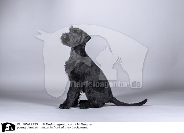 young giant schnauzer in front of grey background / MW-24925