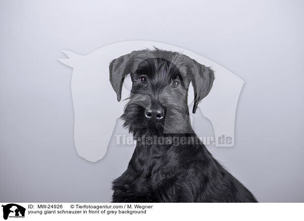 young giant schnauzer in front of grey background / MW-24926