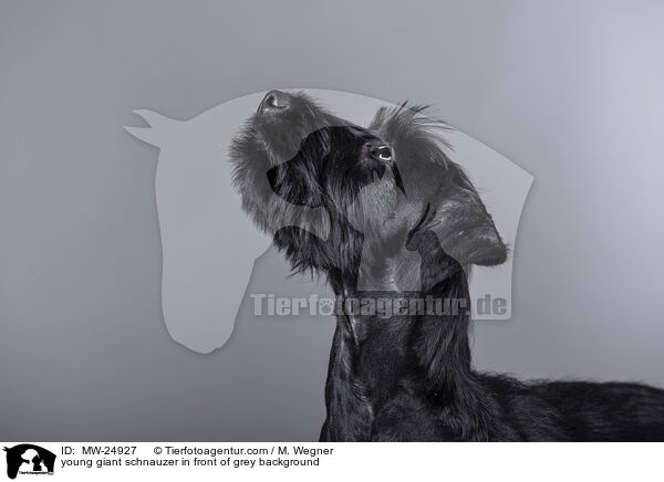 young giant schnauzer in front of grey background / MW-24927