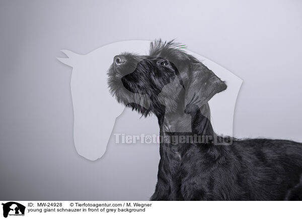 young giant schnauzer in front of grey background / MW-24928