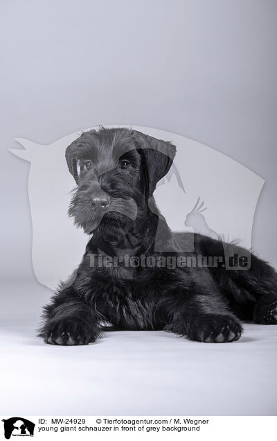 young giant schnauzer in front of grey background / MW-24929