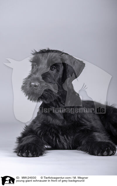 young giant schnauzer in front of grey background / MW-24930