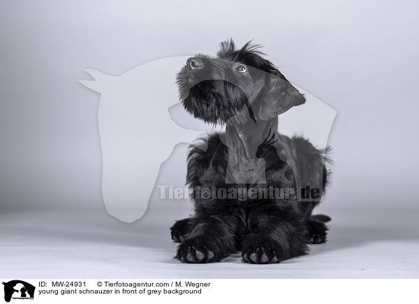young giant schnauzer in front of grey background / MW-24931
