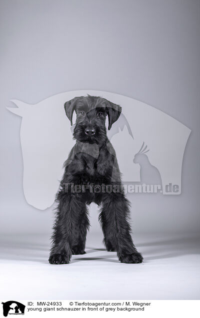 young giant schnauzer in front of grey background / MW-24933