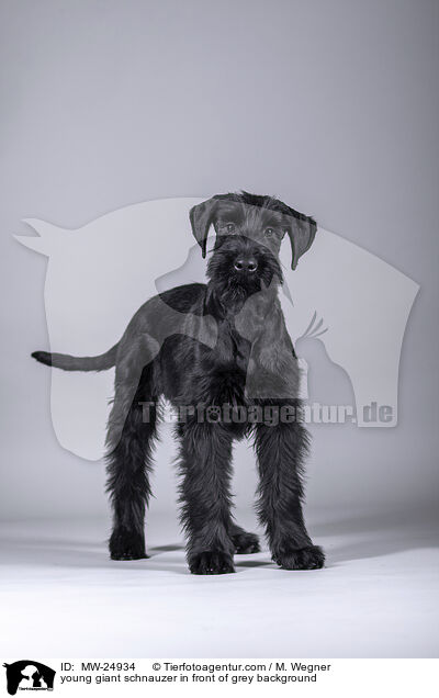 young giant schnauzer in front of grey background / MW-24934