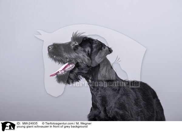 young giant schnauzer in front of grey background / MW-24935