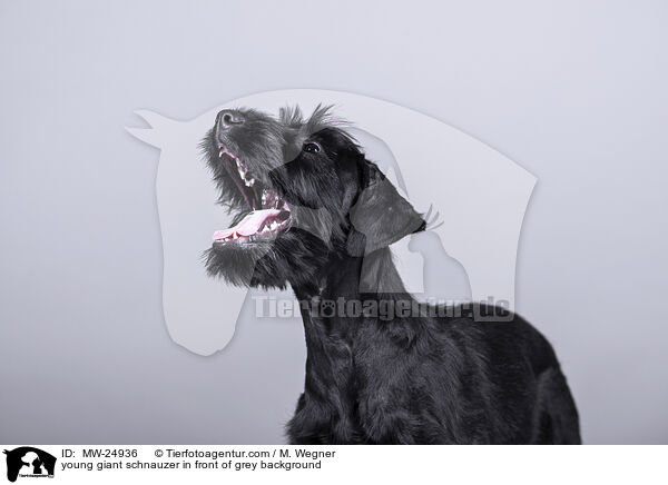 young giant schnauzer in front of grey background / MW-24936