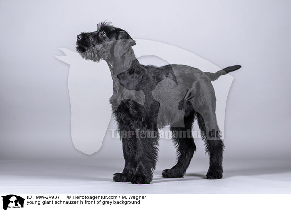 young giant schnauzer in front of grey background / MW-24937