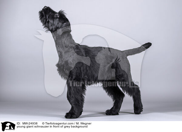 young giant schnauzer in front of grey background / MW-24938