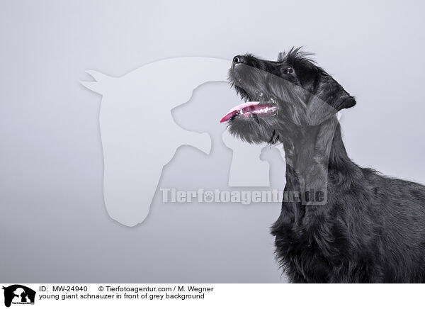 young giant schnauzer in front of grey background / MW-24940