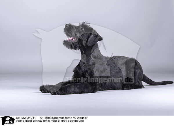 young giant schnauzer in front of grey background / MW-24941